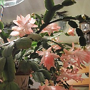 Picture 019